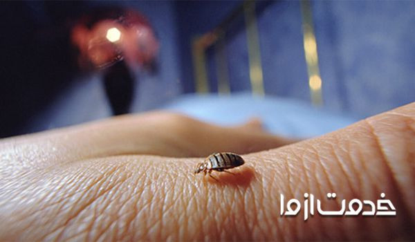 از بین بردن ساس در منزل